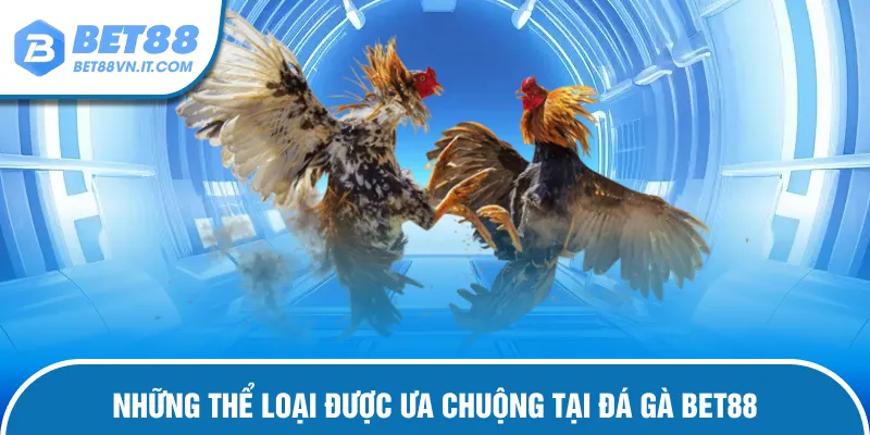 Đá Gà Bet88 Loại hình chiến kê hấp dẫn được ưa chuộng