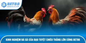 Kinh nghiệm đá gà của Đạo.